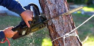 Why Choose Our Tree Removal Services in Waterloo, WI?