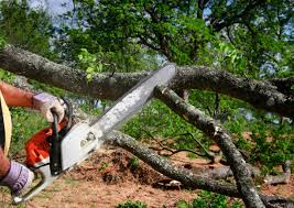 Professional Tree Services in Waterloo, WI